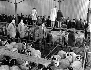 Wool Science